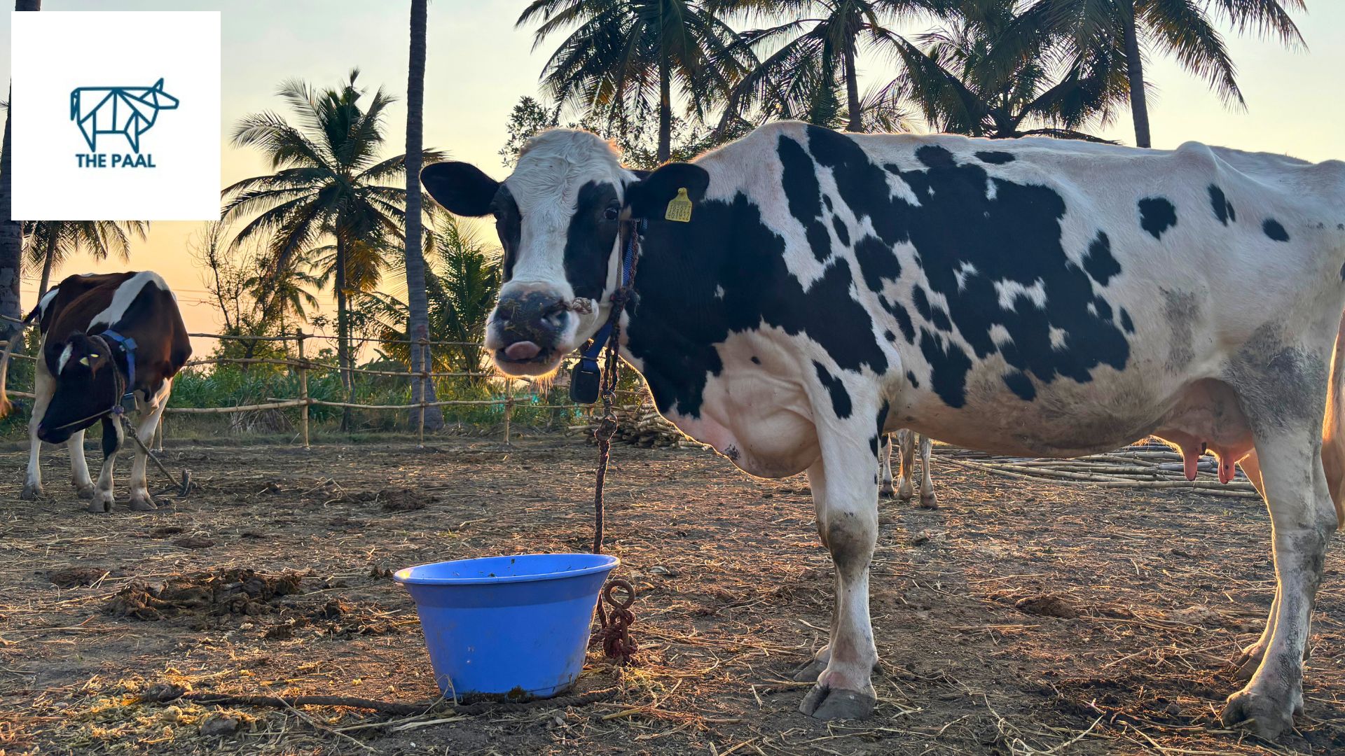The Paal Livestock Program