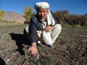 Afghan+Man+Showing+Saffron