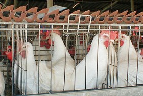 Layer's battery cage in Bustan Hagalil, Israel