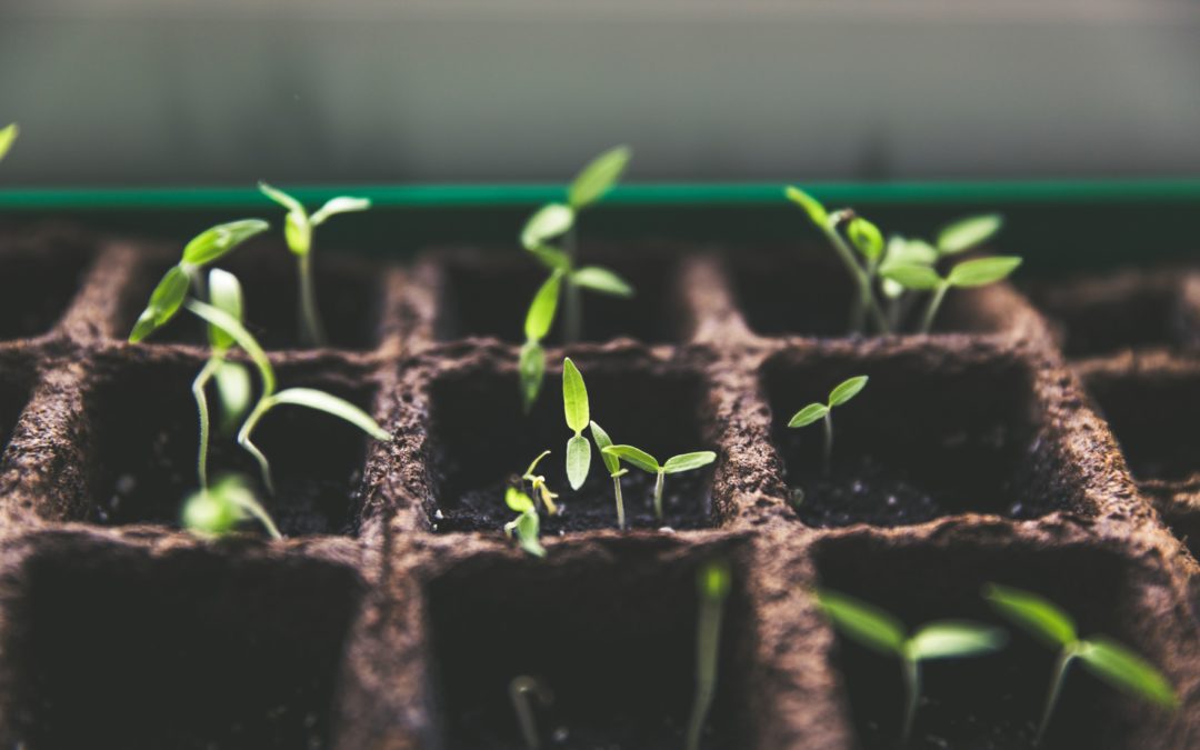Announcing the 2021 Seed for Change Competition