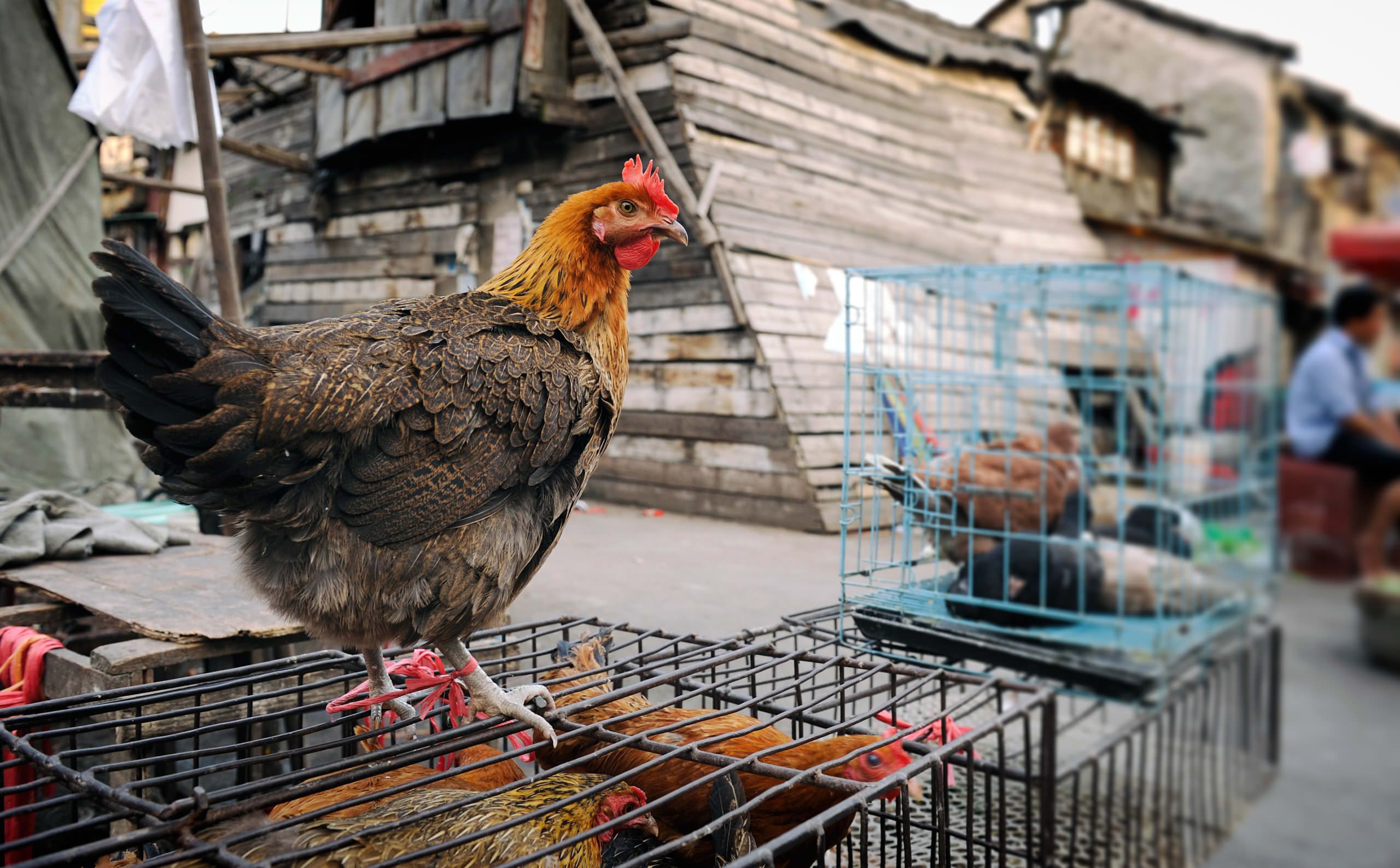 Alive chicken at street market