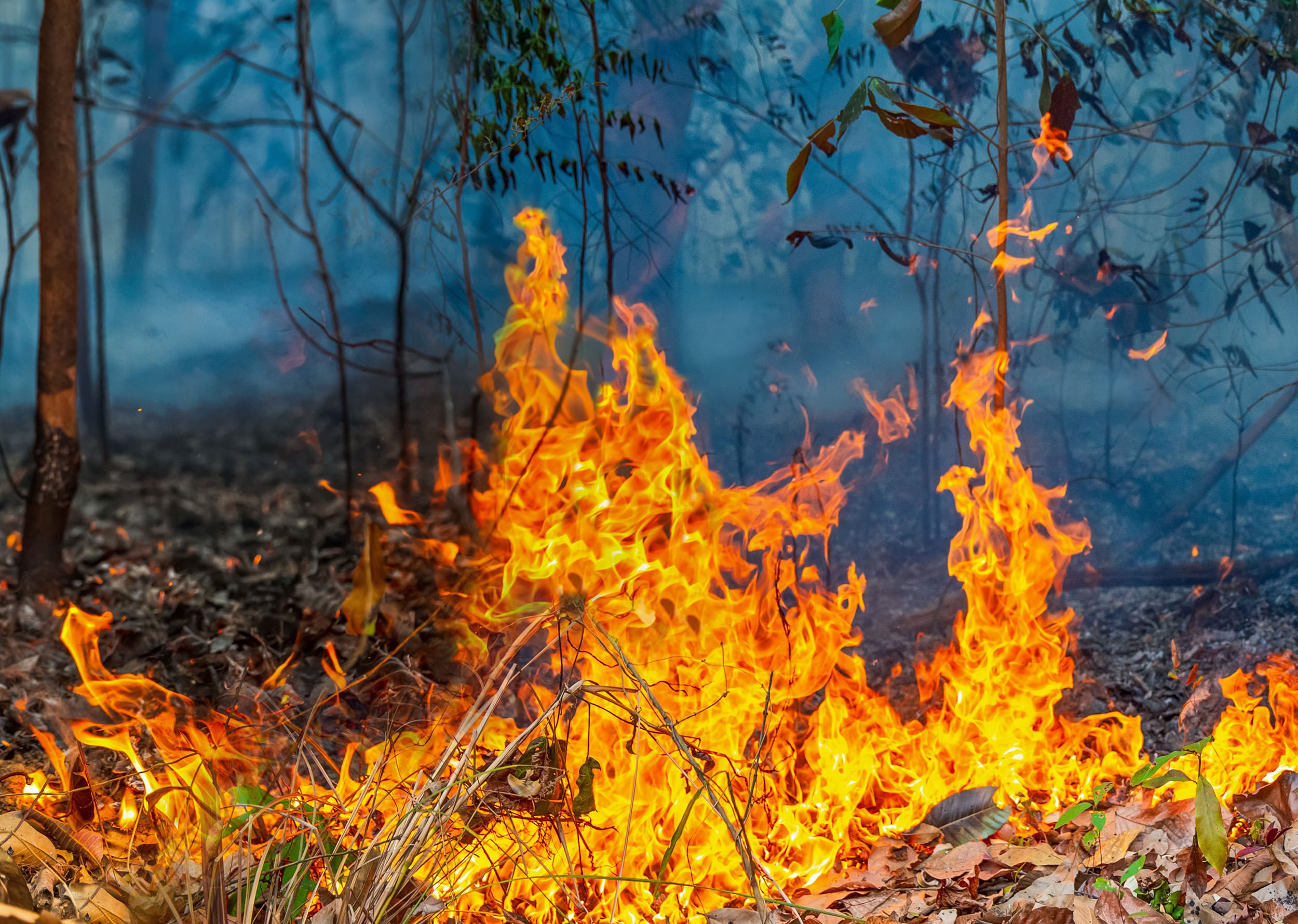 forest fire disaster is burning caused by humans