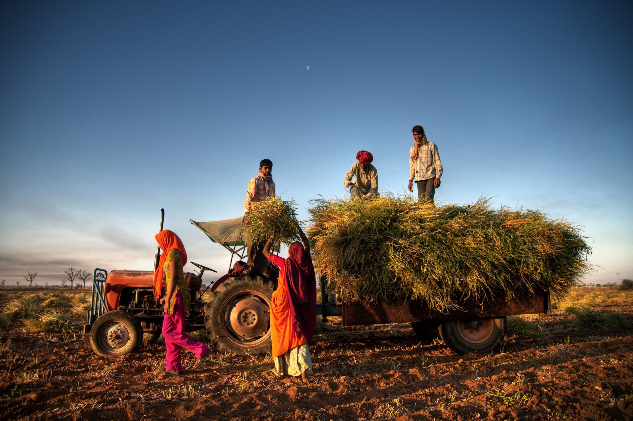 India Family Faeming Harvesting Crop Concept