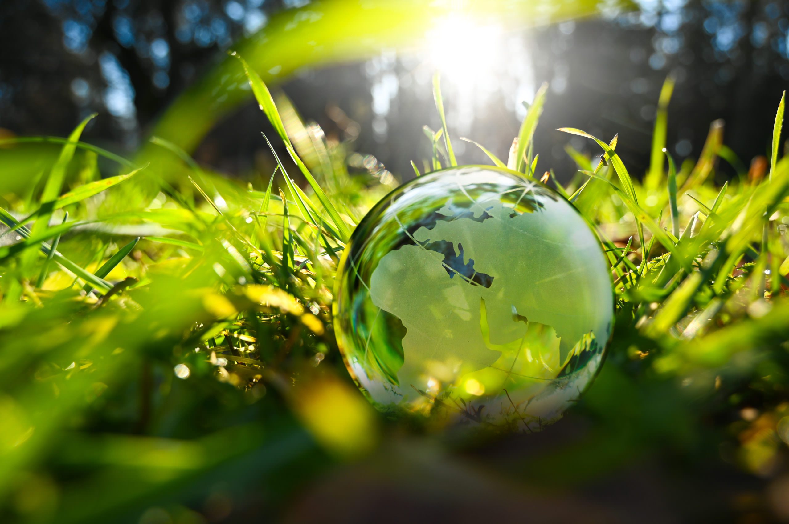 Green glass globe with green leaves an d morning sunlight