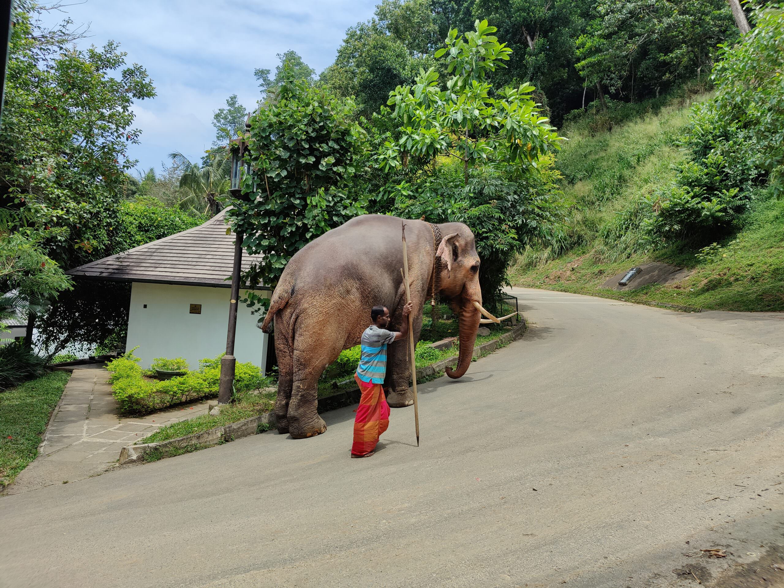 Kandy_Archive_Elephant