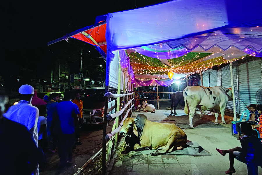 cattle2