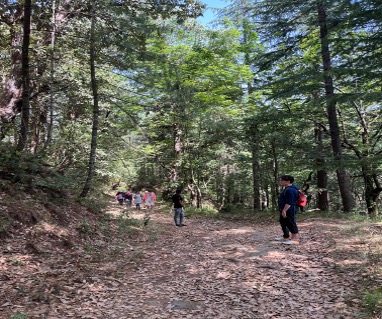 forest