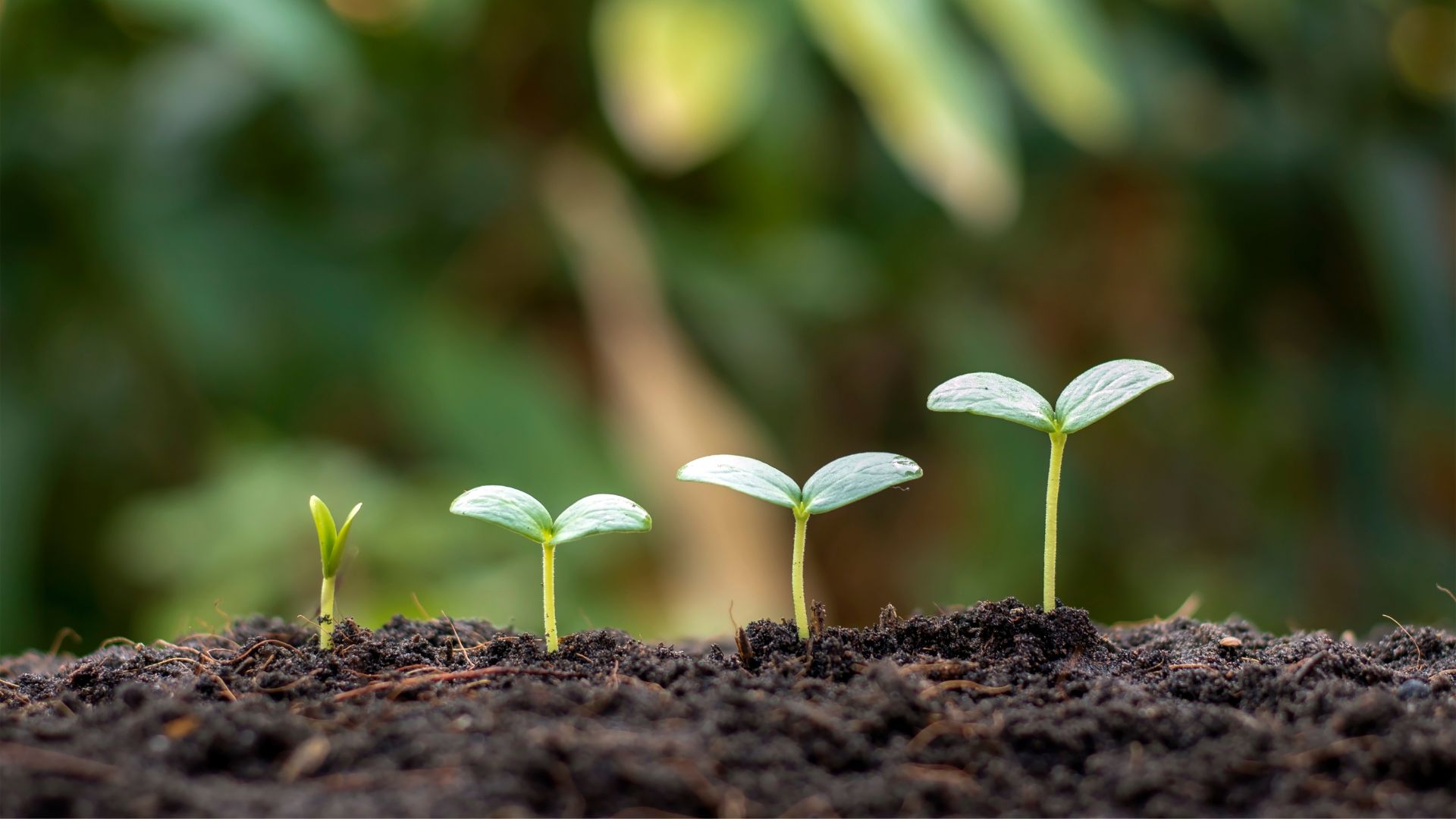 Small Sprouts Growing in the Soil Small Sprouts Growing in the Soil