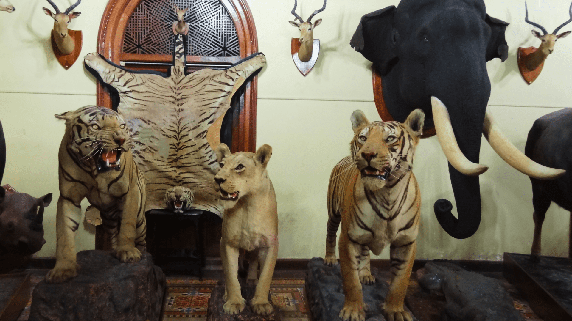 Trophy Room at Amba Vila Palace, Mysore