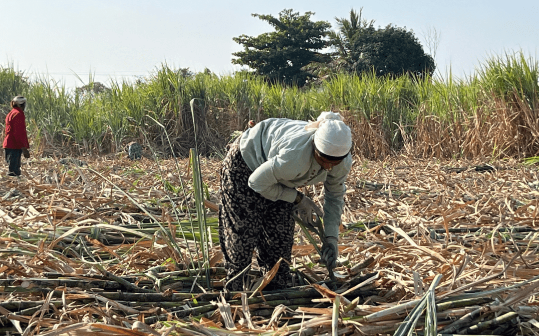 Climate, Debt, and Reproductive Health in India’s Sugarcane Belt