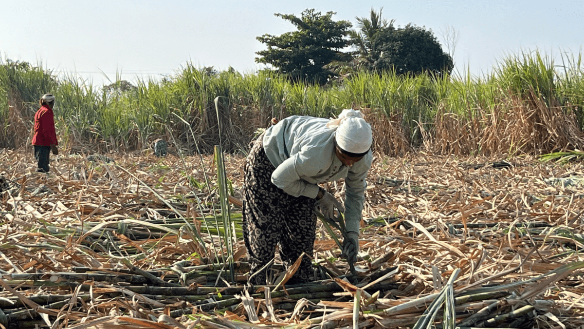 Climate, Debt, and Reproductive Health in India’s Sugarcane Belt • The ...