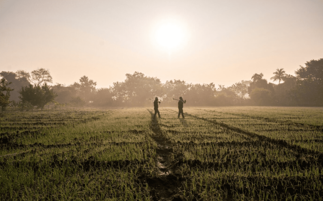 Rethinking How India Adapts to Extreme Heat